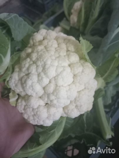 Цветная капуста