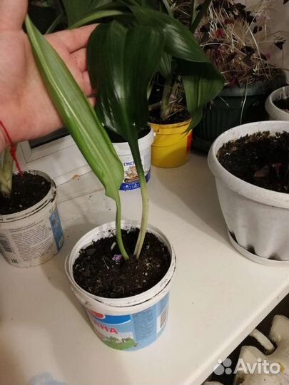 Эухарис амазонский