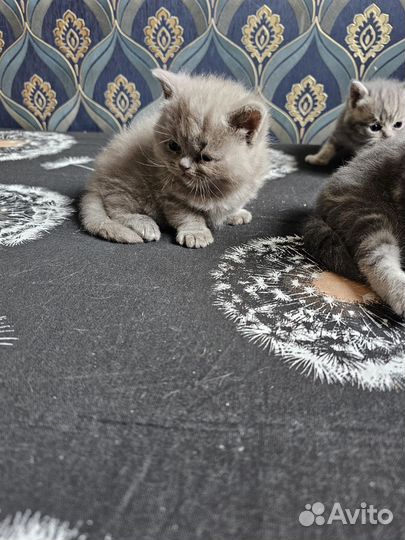 Шотландские прямоухие котята