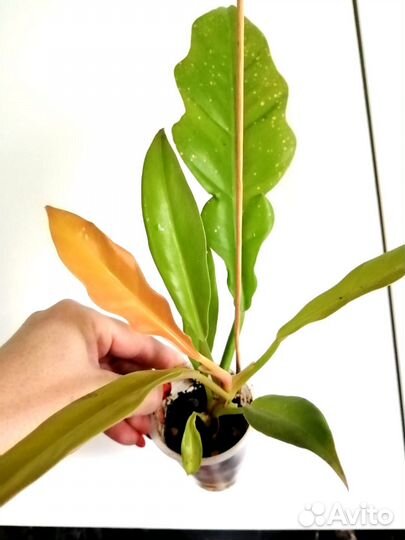 Филодендроны