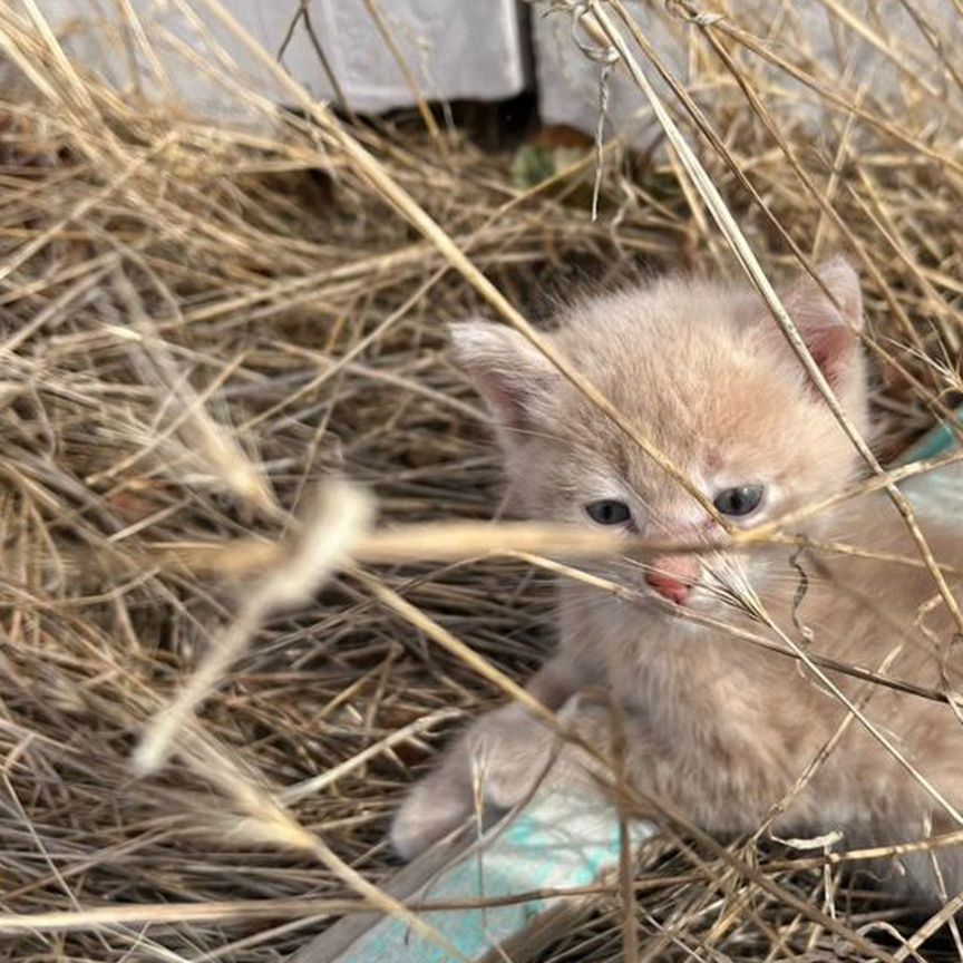 Котята в добрые руки, мальчики