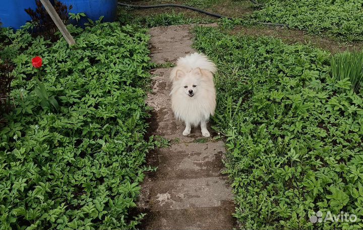 Девочка подросток