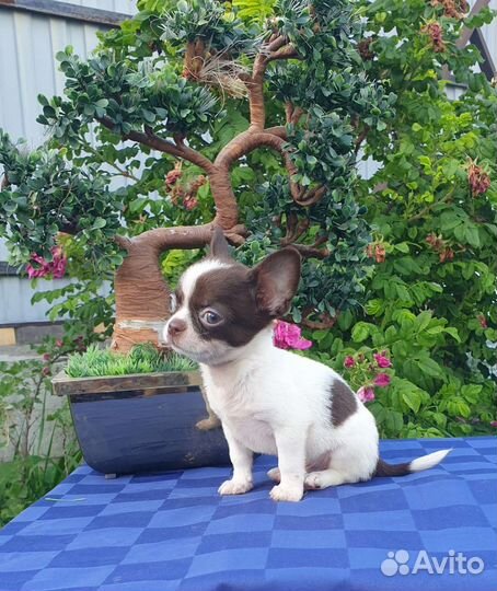 Супер мини Мальчики курносые Чихуахуа