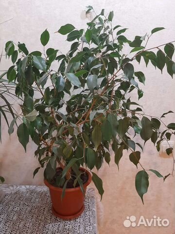 Фикус бенджамина большой
