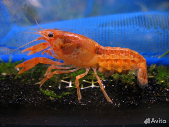 Мексиканский карликовый рак