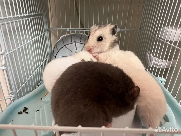 Сирийский хомяк с клеткой