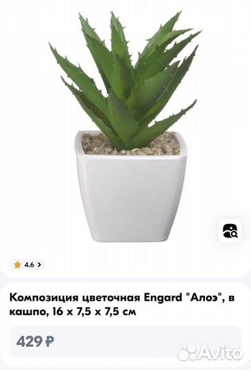 Алоэ композиция в горшке