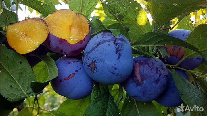 Саженцы диплоидной сливы оптом