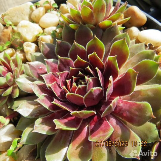 Молодило сортовое