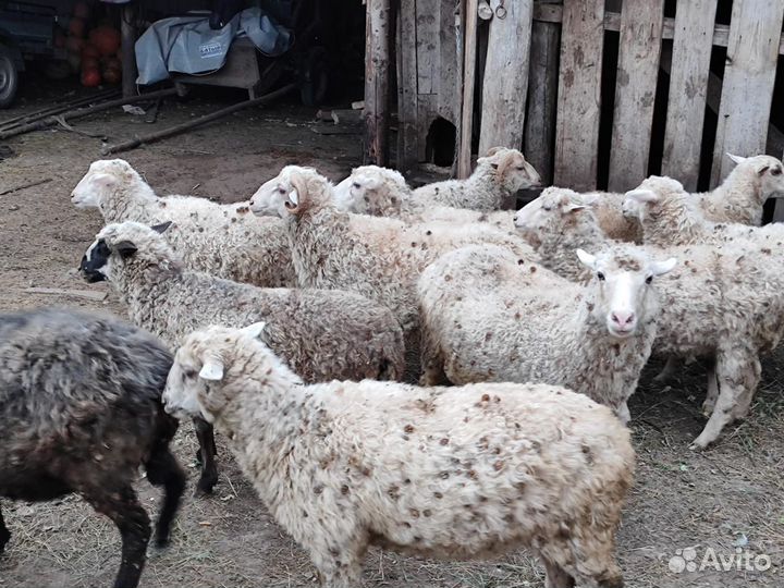 Бараны, овцы