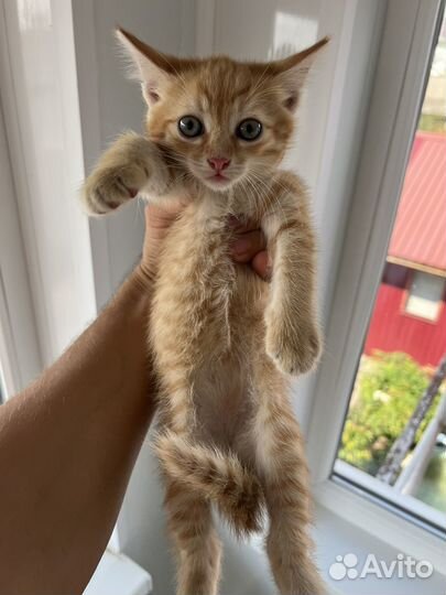 Отдам котят в добрые руки