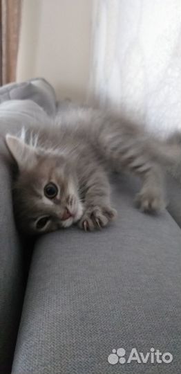Котосемейство в добрые руки