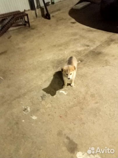 Собака в добрые руки отдам бесплатно