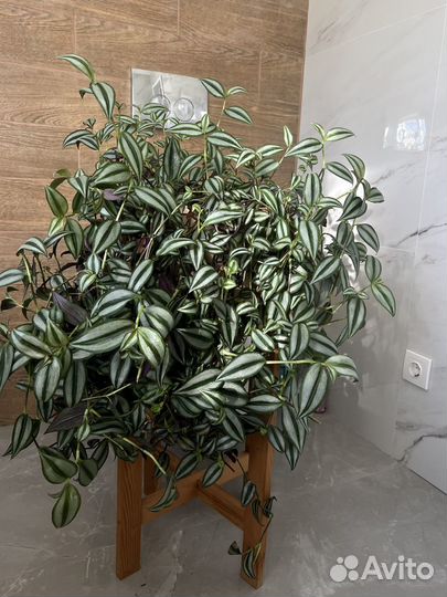 Традисканция. Пышный куст