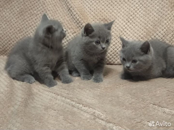 Британцы чистокровные