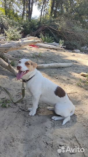 Собака в добрые руки отдам бесплатно