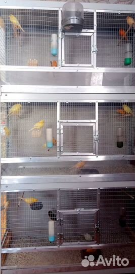 Продам канареек