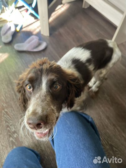 Собака спаниель