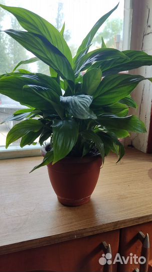 Спатифиллум