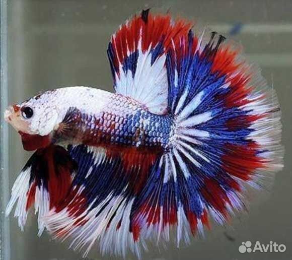 Петушок рыбка
