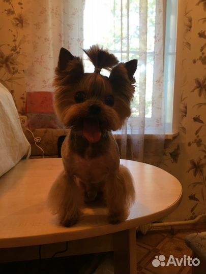 Стрижка/Груминг собак и кошек