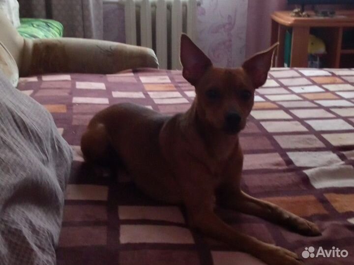 Вязка той терьер