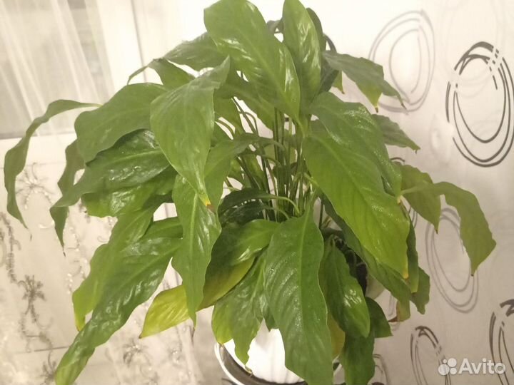 Спатифиллум