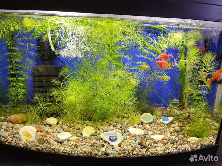 Панорамный аквариум 100 литров