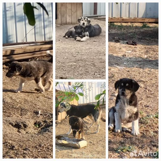 В добрые руки