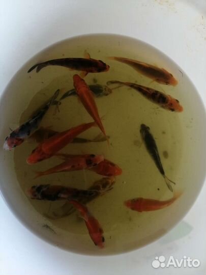 Декоративная рыба для пруда