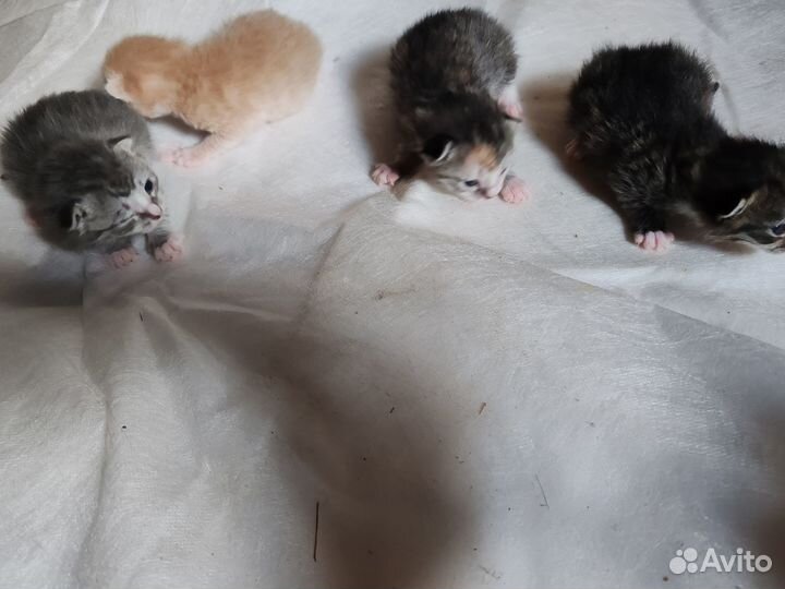 Котята
