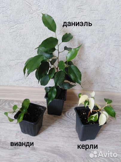 Сортовые фикусы