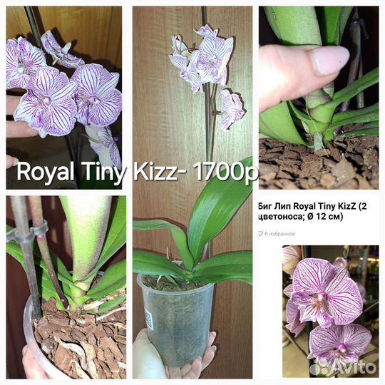 Орхидеи Биг Лип