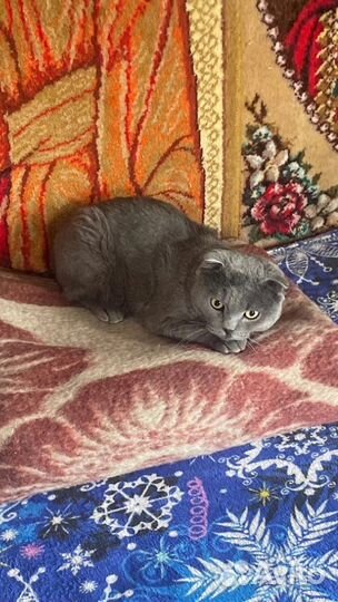 Шотландский кот