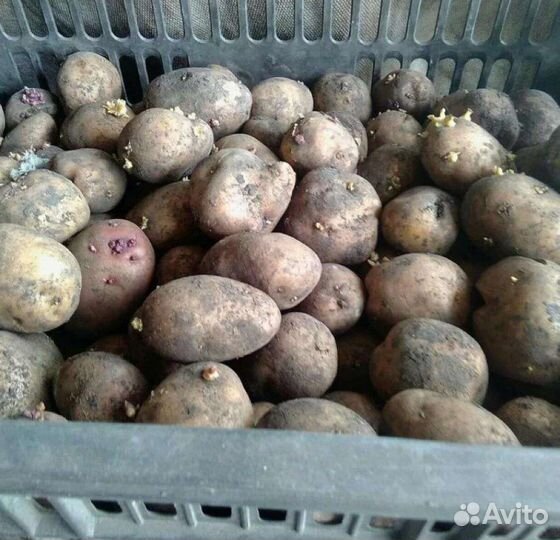 Семенной картофель гала