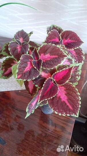 Комнатные растения