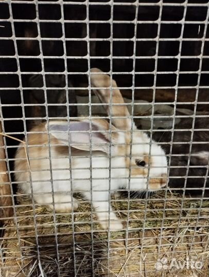 Кролики мясных пород