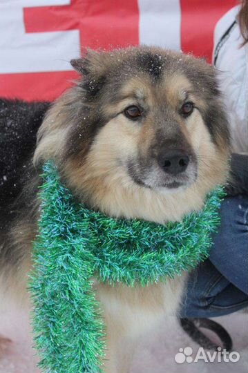 В самые добрые руки