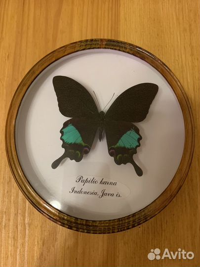 Бабочка в рамке