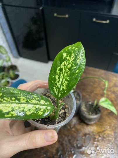 Монстера манки,дифенбахия,хлорофитум и др