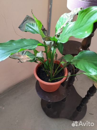 Спатифиллум цветок (женское счастье)