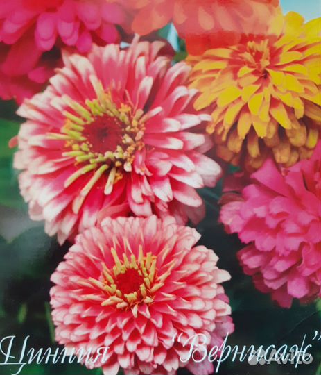 Астра,цинния,бархатцы