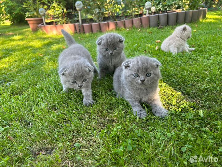 Британские котята