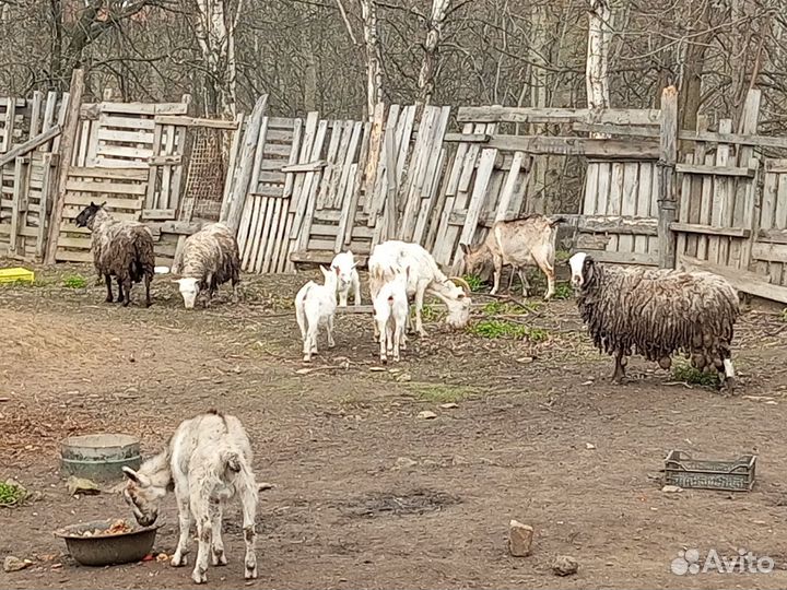 Прдам овец и коз