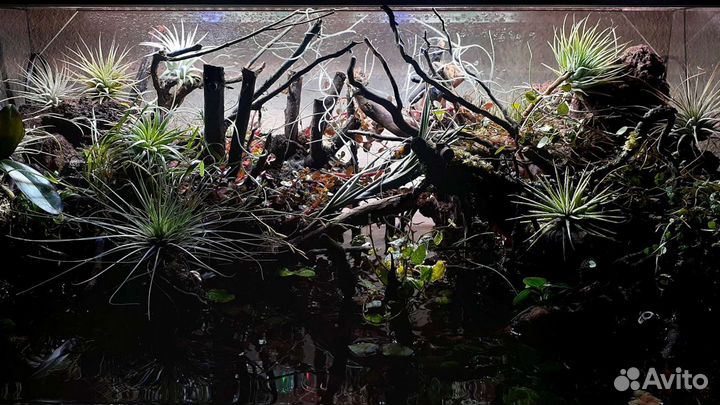 Палюдариум