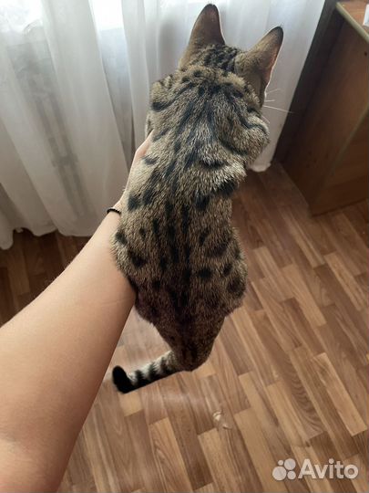 Кошка в дар бесплатно