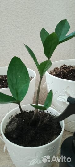 Замиокулькас