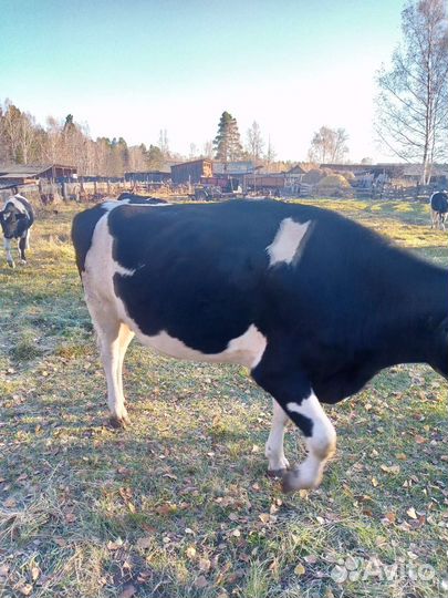 Продам корову