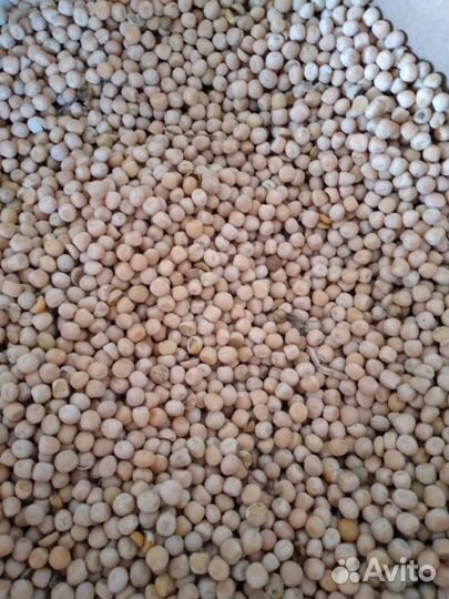 Кукуруза ячмень пшеница горох подсолнечник