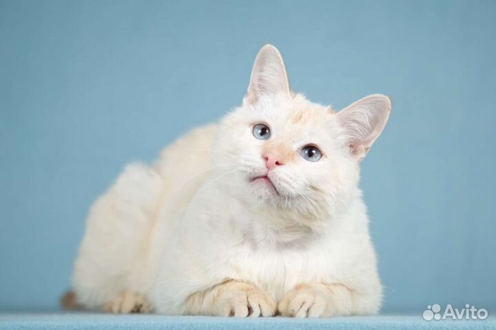 Красивый ласковый котик Сеймур